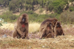 Gelada monkeys