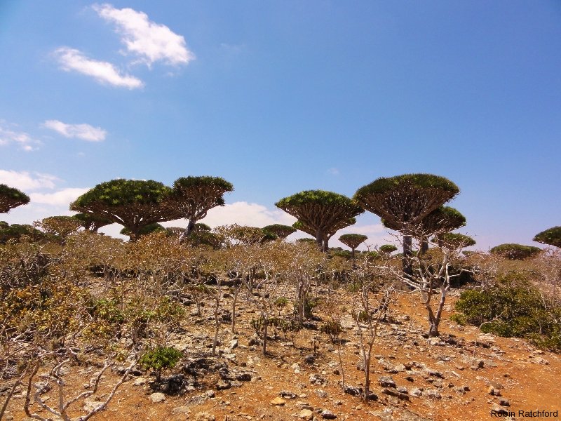 Socotra: The Mysterious Island of the Assyrian Church of the East