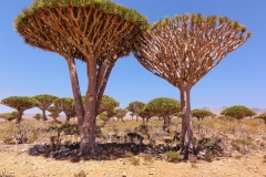 Two Dragon\'s Blood Trees