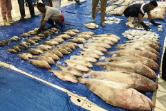 Kuwaiti Fresh Fish Market