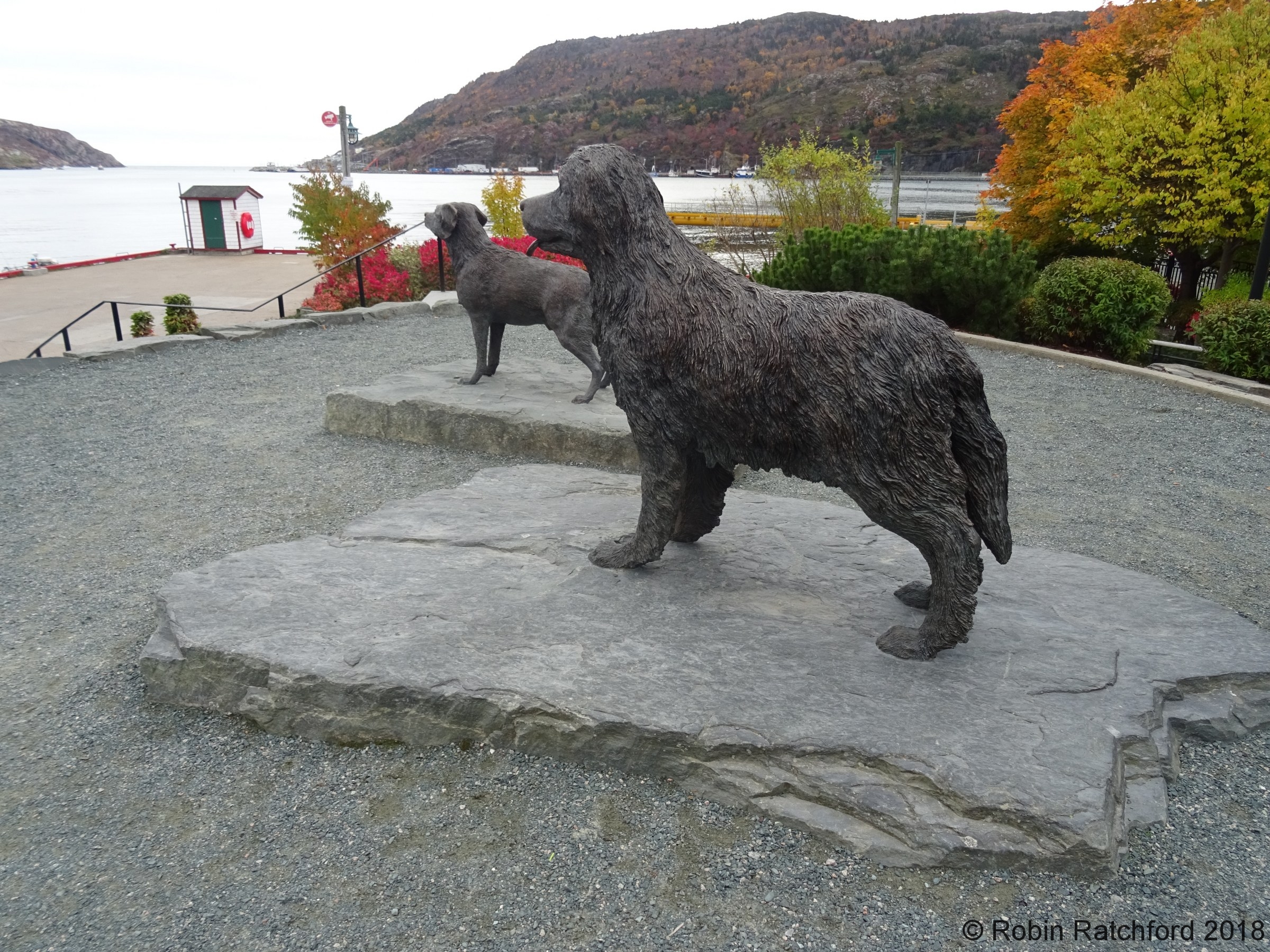 Labrador and Newfoundland DOgs